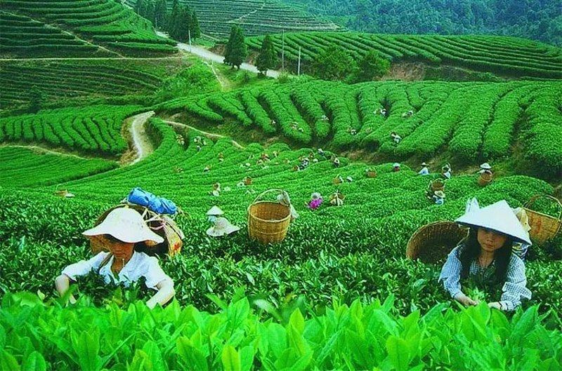 茶叶的功效与作用：提升生活质量的秘密武器